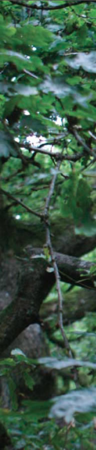 Close-up photograph of a leafy tree