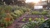 Picture of a vegetable garden