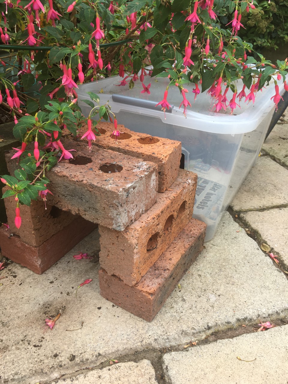The outside of the feeding station, with a 15cm square brick tunnel to help deter cats