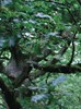 Close-up photograph of a leafy tree