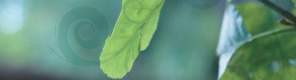 Close-up photograph of a leaf