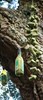 Photograph of corks and wine bottles hanging in a tree