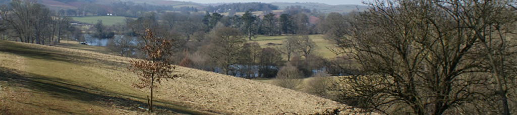 Photograph of a newly planted tree in a field