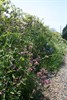 Photograph of a hedgerow, courtesy of Andy Chapman