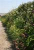 Photograph of a hedgerow, courtesy of Andy Chapman