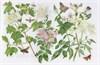 Watercolour painting of a June Hedgerow © Sandra Chalton