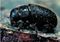 Dendroctonus micans
