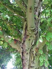 Horse chestnut bleeding canker