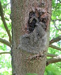 Oak processionary moth