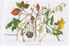Watercolour painting of a January Hedgerow © Sandra Chalton