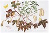 Watercolour painting of a February Hedgerow © Sandra Chalton