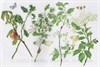 Watercolour painting of a May Hedgerow © Sandra Chalton