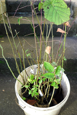 Photograph of a young hedgerow plant