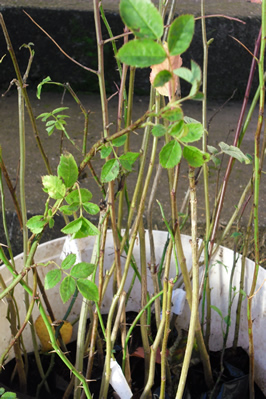 Photograph of a young hedgerow plant