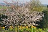 Photograph of an amelianchier lamarckii in full blossom