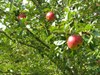 Alldoers on tree
