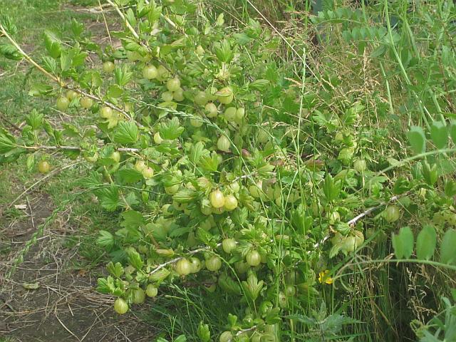 Gooseberriesweb
