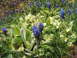 bluebells