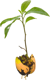 Photograph of a sprouting seed