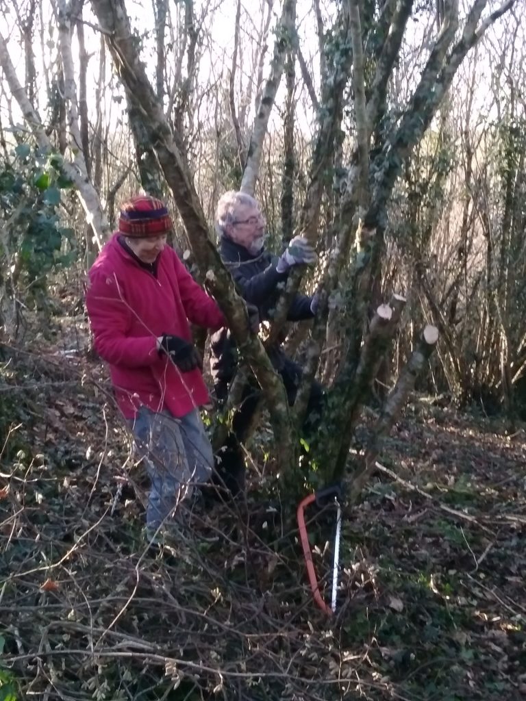 Coppicing a Hazel stool