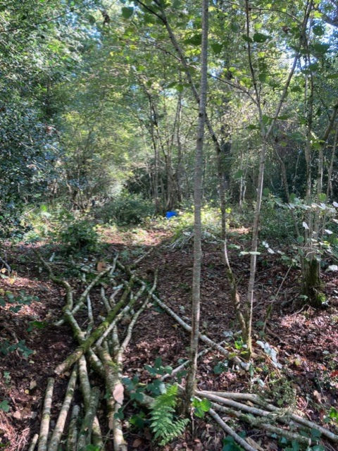 Freshly cut hazel poles