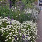 Pollinator Group seeks new volunteers