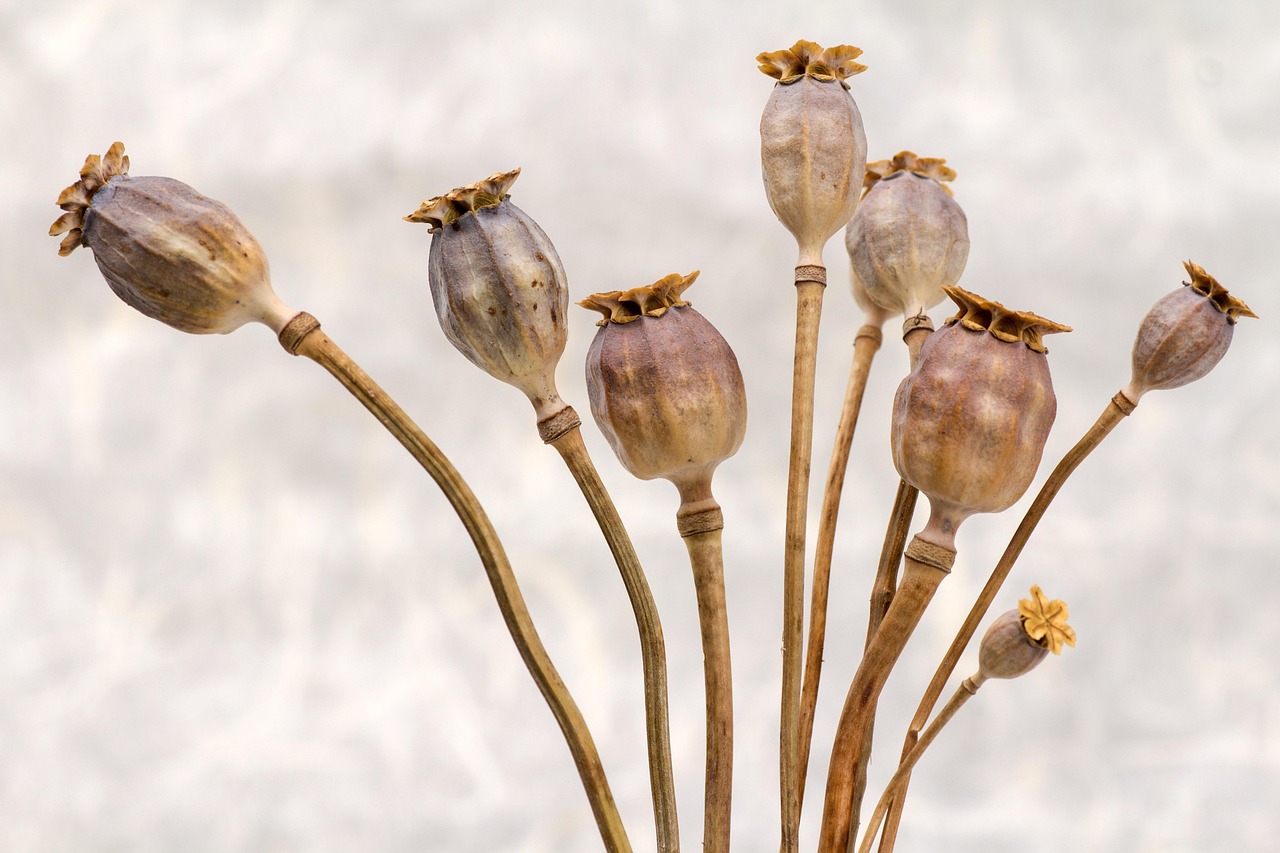 poppy, nature, flower background, flower wallpaper, poppy seed capsules, dry, beautiful flowers, flower, fall