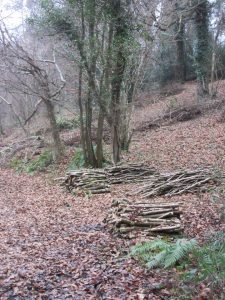 WMG coppiced-hazel-stools