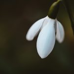 Editorial, February 2026