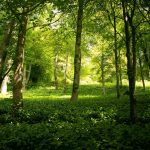 Woodland Management Group takes up tools again